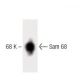 Sam 68 Antibody (15) - Western Blotting - Image 60207 