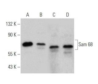 Sam 68 Antibody (7-1) - Western Blotting - Image 356351 