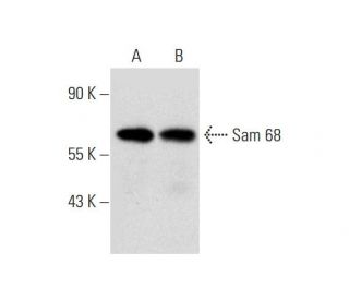 Sam 68 Antibody (C-7) - Western Blotting - Image 323770 