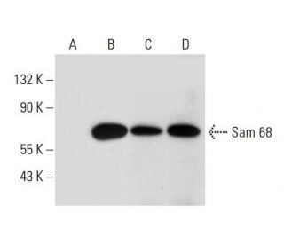 Sam 68 Antibody (H-4) - Western Blotting - Image 320260 