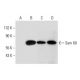 Sam 68 Antibody (H-4) - Western Blotting - Image 320260 