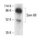 Sam 68 Antibody (H-4) - Western Blotting - Image 411235