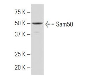Sam50 Antibody (SQ-7) - Western Blotting - Image 33864Each CRISPR/Cas9 Knockout (KO) Plasmid product consists of a pool of 3 plasmids designed to ensure identification and cleavage of a specific gene for maximum knockout efficiency. Each plasmid encodes a unique 20 nt sequence derived from the GeCKO (v2) library.