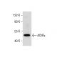 Nicotinic Acetylcholine Receptor epsilon/CHRNE Antibody (D-6) - Western Blotting - Image 159875 