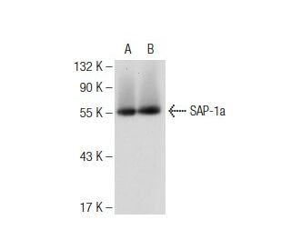 SAP-1a Antibody (H-3) - Western Blotting - Image 109100SAM Transcription Activation: SAM system utilizing dCas9-VP64, MS2-P65-HSF1, and sgRNA for precise gene transcription activation.