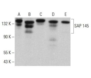 SAP 145 Antibody (C-12) - Western Blotting - Image 381762 