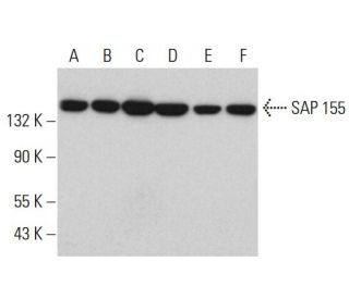 SAP 155 Antibody (B-3) - Western Blotting - Image 381787 