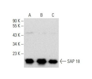 SAP 18 Antibody (C-3) - Western Blotting - Image 139270 