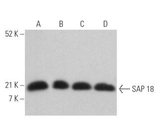 SAP 18 Antibody (E-4) - Western Blotting - Image 364016 