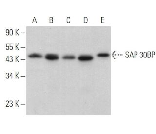SAP 30BP Antibody (G-8) - Western Blotting - Image 369927 