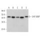SAP 30BP Antibody (G-8) - Western Blotting - Image 369927