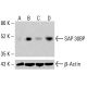 SAP 30BP Antibody (G-8) - Western Blotting - Image 415634
