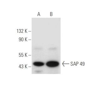 SAP 49 Antibody (D-11) - Western Blotting - Image 314149 