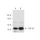 SAP 49 Antibody (D-11) - Western Blotting - Image 314149 