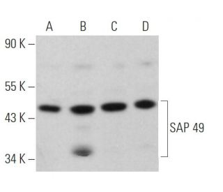 SAP 49 Antibody (D-11) - Western Blotting - Image 367200 
