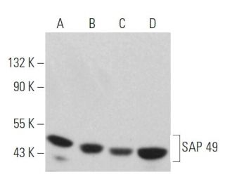 SAP 49 Antibody (G-12) - Western Blotting - Image 367528 