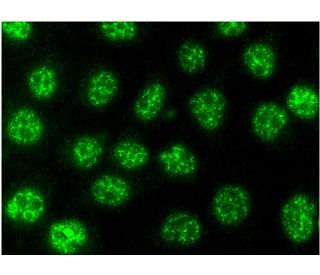 SAP 49 Antibody (G-3) - Immunofluorescence - Image 145115 