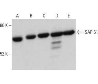 SAP 61 Antibody (G-4) - Western Blotting - Image 376112 