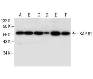 SAP 61 Antibody (H-3) - Western Blotting - Image 297065 