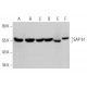 SAP 61 Antibody (H-3) - Western Blotting - Image 376146 