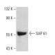 SAP 61 Antibody (H-3) - Western Blotting - Image 376148