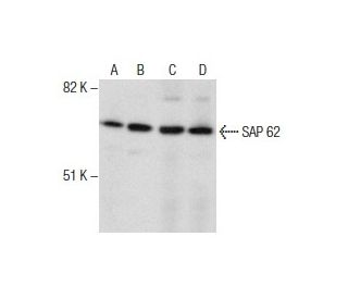SAP 62 Antibody (4G8) - Western Blotting - Image 285932 