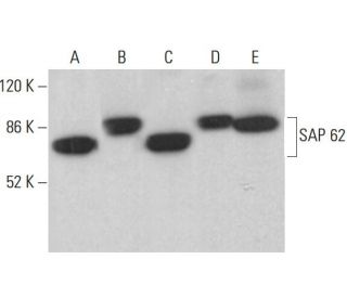 SAP 62 Antibody (A-3) - Western Blotting - Image 378031 