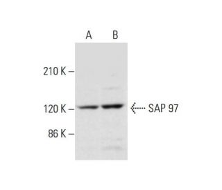 SAP 97 Antibody (D-9) - Western Blotting - Image 320278
