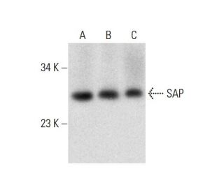 SAP Antibody (C-11) - Western Blotting - Image 299312 