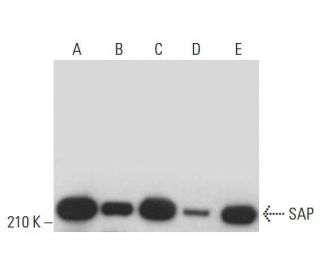 SAP Antibody (C-11) - Western Blotting - Image 379945