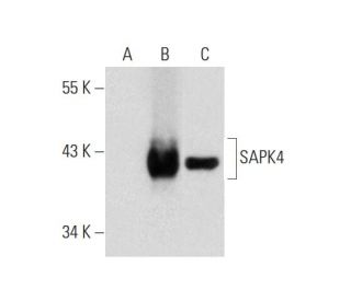 SAPK4 Antibody (20) - Western Blotting - Image 132188 