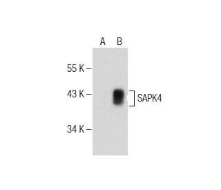 SAPK4 Antibody (D-2) - Western Blotting - Image 155625