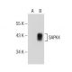 SAPK4 Antibody (D-2) - Western Blotting - Image 155625