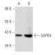 SAPK4 Antibody (E-3) - Western Blotting - Image 355791 
