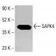 SAPK4 Antibody (E-3) - Western Blotting - Image 413934