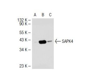 SAPK4 Antibody (E-7) - Western Blotting - Image 40066 
