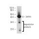 SAPK4 Antibody (GST-D1) - Western Blotting - Image 10914