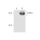 SAPK4 Antibody (GST-D1) - Western Blotting - Image 57812 