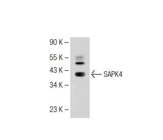 SAPK4 Antibody (GST-D1) - Western Blotting - Image 109979 
