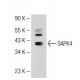 SAPK4 Antibody (GST-D1) - Western Blotting - Image 109979 
