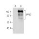 SAPS2 Antibody (H-3) - Western Blotting - Image 157709