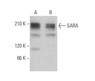 SARA Antibody (F-9) - Western Blotting - Image 374853 