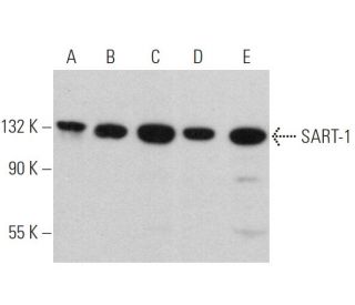 SART-1 Antibody (A-5) - Western Blotting - Image 360783 