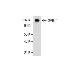 SART-1 Antibody (E-2) - Western Blotting - Image 155152 