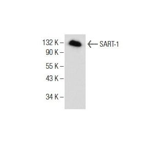 SART-1 Antibody (F-4) - Western Blotting - Image 155049 