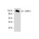 SART-1 Antibody (F-4) - Western Blotting - Image 155049 