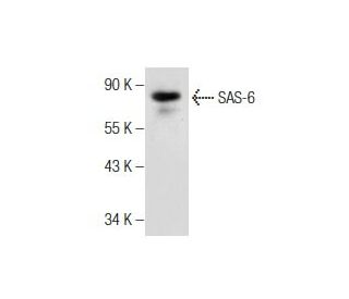 SAS-6 Antibody (G-1) - Western Blotting - Image 159893 