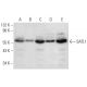 SATL1 Antibody (E-8) - Western Blotting - Image 308458