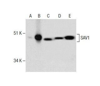 SAV1 Antibody (F-5) - Western Blotting - Image 286813 