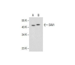 SAV1 Antibody (F-5) - Western Blotting - Image 154882